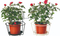 Balcony Flower Metal Wall Basket with a Plate (Xy11148/Xy11146/Xy12923)