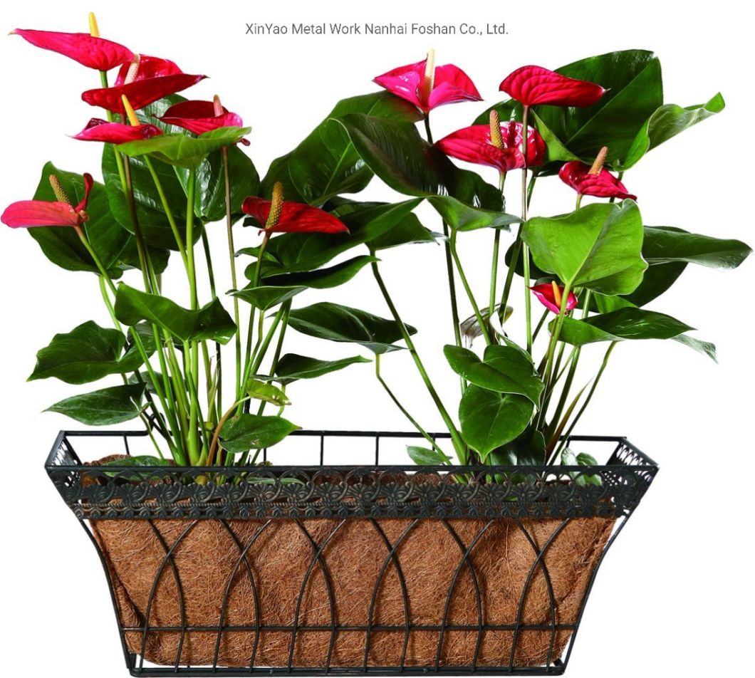 Decorative Large Metal Wall Planters with Coco Liner Opo3003/Xy00034